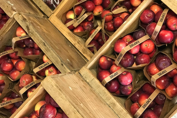 Vermont Apple Picking