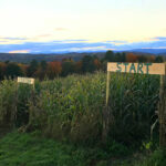 Fall Farmstand, Apple Picking & Corn Maze